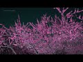 飯坂温泉の桃源郷 花ももの里 Hana Peach Village | Flower view in Iizaka onsen Fukushima Japan - 4K HDR