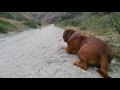 French mastiff getting attacked by pitbull