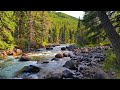 4K Mountain River Ambience in Evergreen Forest | Nature Scene for Relaxation | White Noise