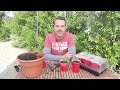 How to Grow Tomatoes at Home From Seeds