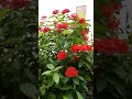 #🧿Geetha kubera youtube long video # reddish flower# natural beauty # cheathi poovu...