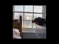 😂 Funniest Cats and Dogs Videos 😺🐶 || 🥰😹 Hilarious Animal Compilation №328