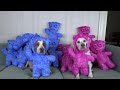 Dogs vs Giant Sour Patch Kids Army Prank! Funny Dogs Surprised by Giant Gummy Candy