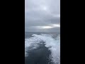Orcas (killer whales) follow a boat in Mexico - 1005675