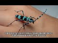 [곤충탐구20]루리하늘소(Rosalia)