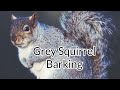 Grey Squirrel Barking Protective Behavior Sound Loop