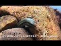 【ニホントカゲ】うつぼちゃんとちいカナの様子　2024.06.22【ニホンカナヘビ】かわいいトカゲ