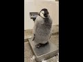Baby penguins and keeper