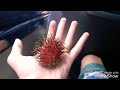 Bizarre Spikey Sea Creatures of Shell Beach! I Picked Up the Most Venomous Sea Urchin in the World!