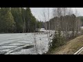 Flock of reindeer on thin ice