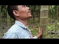Betelnut Farming of Arunachal Namsai 🎋|| Zulivia Gogoi👇 ||  তামোল খেতিৰ কিছুমান বেমাৰ পাত গছ মৰিজুৱা