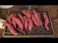 Take advantage of kitchen waste to grow sweet potatoes at home for many large tubers