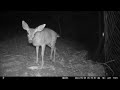 Deer Absolutely Ignores Corn Cob