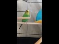 Sofia is learning to dance - Parakeet/Budgie