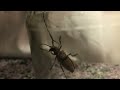 Escarabajo aserrador de la madera de pino ( Monochamus spp.)