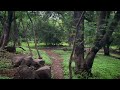 Nature walk 4k| Nature ambience | walking in the forest | Forest walk | 4k forest walk #forest