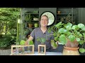 Cool Ways to Propagate Pilea Peperomioides!