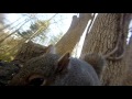 Grey squirrel vocalizations