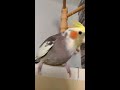 Il pappagallo Peppino canta la canzone della Famiglia Addams