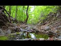 Relaxing music with the sound of flowing streams and birds singing