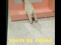 youti el perro pequeñín mirándose en el espejito