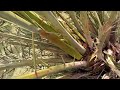 how to grow date tree from seeds. Date farming through seeds. Propagation of date palm