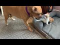 65 lbs of Boxer Bull vs 4 lbs of Chihuahua