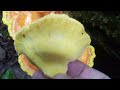 Wild Edible Mushrooms ! Chicken Of The Woods Fresh Today 8/7/24 (Laetiporus Sulfurous)