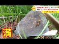 巨大な巣にオオスズメバチ1500匹！　駆除の現場で緊急事態【しらべてみたら】