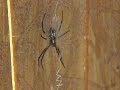 Black and yellow garden spider -- egg removal