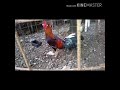 Un gallo de my agrado oreja Blanca y unas cuantas crías