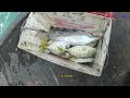 Kedalaman 10 meter masih bisa strike ikan tongkol | micro jigging