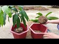 SPECIAL TECHNIQUE for propagating mango using banana and coca cola
