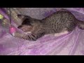 Cats play at night before go to bed so lovely #kitten #lovely #cat #funny #animals #cute #play