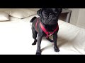 Chewie the Black Pug is going crazy