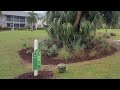 Wild Hogs Damage Golf Course in Florida.