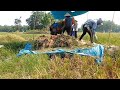 HARVESTING RICE USING A SIMPLE RICE THRESHING MACHINE