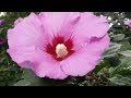 90 degrees in the garden 5 minutes in the garden ASMR #nature  #asmr