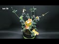 Growing Poppy Flower From Seed (80 Days Time Lapse)