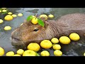 capybara song