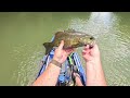 The Smallmouth Topwater Bite Remains ON at the Duck River in Middle Tennessee