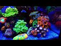 Making an Amazing Zoa Garden