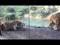 Dublin Zoo wake up call - tiger fight