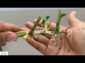 Propagating orchids at home has never been easier