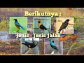 25 jenis burung kicau keluarga Jalak ‼️ Bag-1. Disertai harga bahannya.