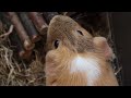 Guinea Pigs Thor and Choco Having A Good Time!!