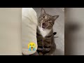 Laugh Out Loud with These Hysterical Cat Videos 🙀 Best Funny Video Compilation 🐱
