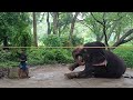 ആനക്ക് തൈലം തേക്കുന്നു ആനക്കും നീർക്കെട്ട്/treatment/ elephant  happy 😊