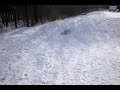 Sledding bulldog