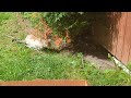 Lincoln the lynx point Siamese and Lulu the cat hunt a chipmunk September 9th